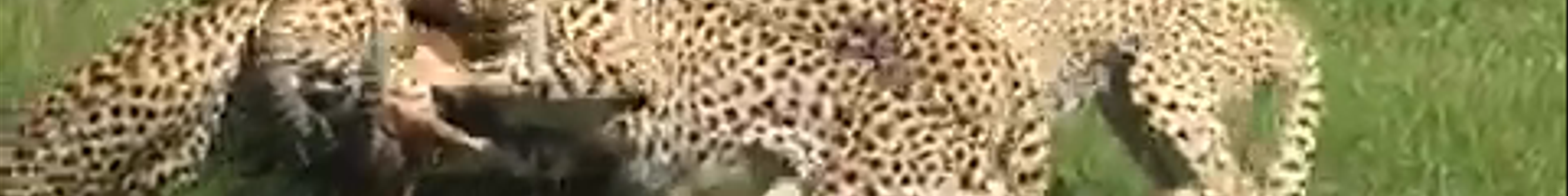 Tours & experiences in Kenya