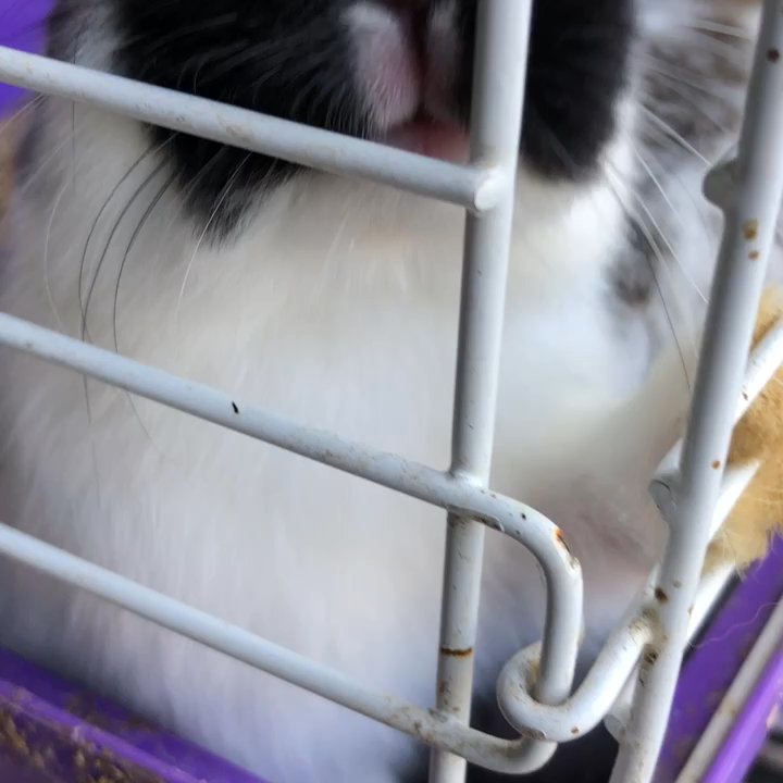 Close Feed & Supply - I want them ALL - Pet Stores Near Me - Hayward, California