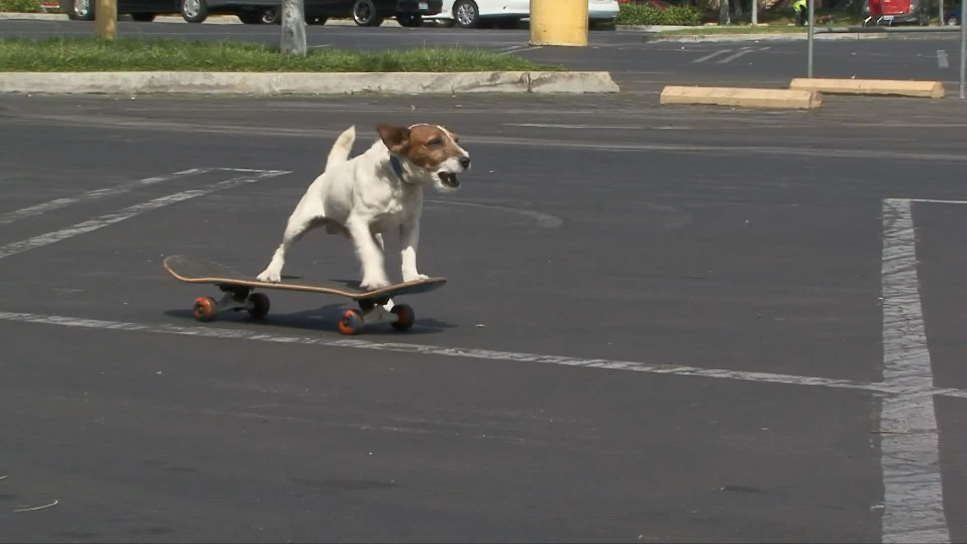 A trainer guides a Jack Russell terrier named Uggie as it learns to ride a skateboard across an empty parking lot. The dog successfully balances and propels itself on the board.