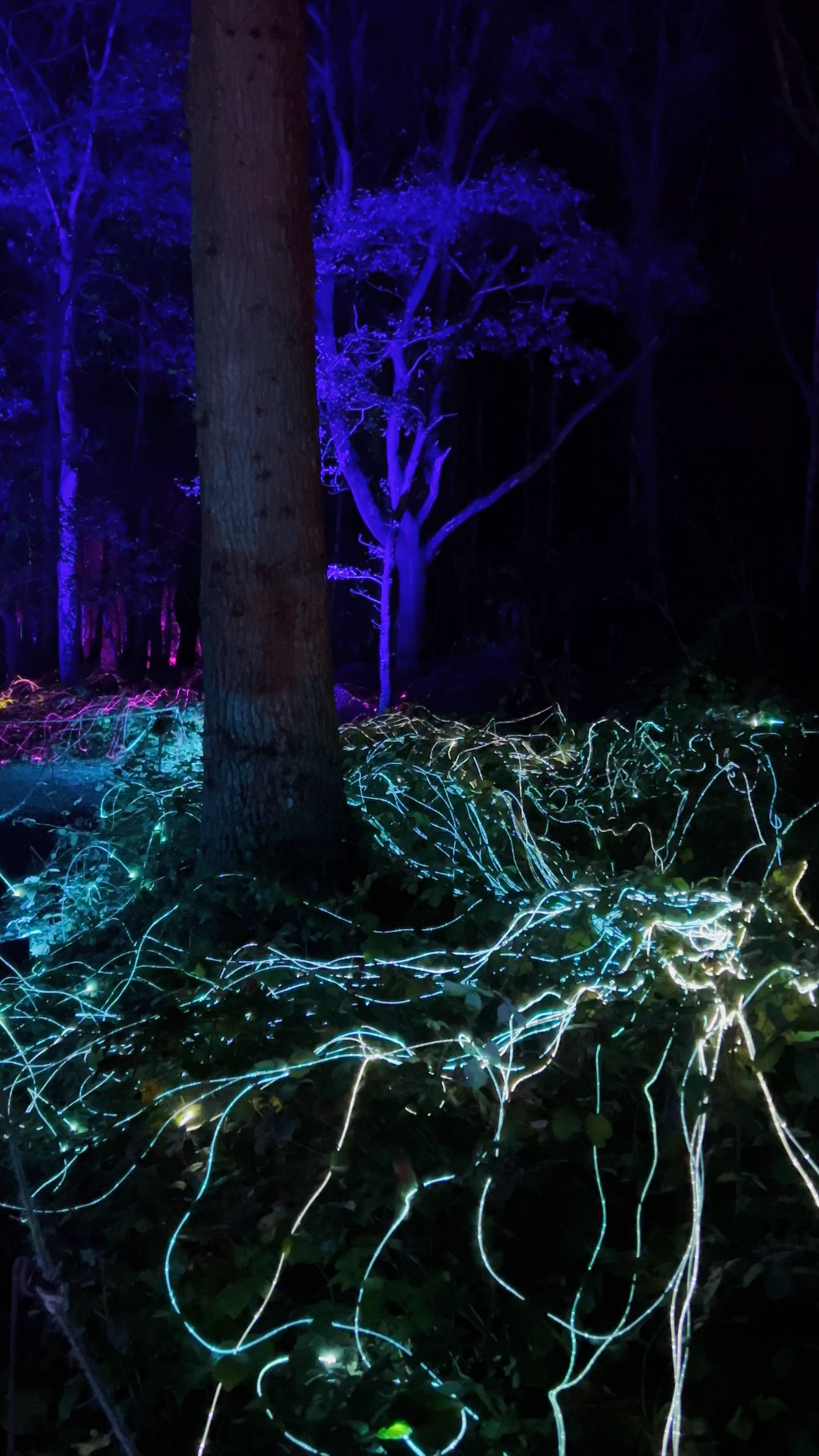 Windsor Great Park Illuminated