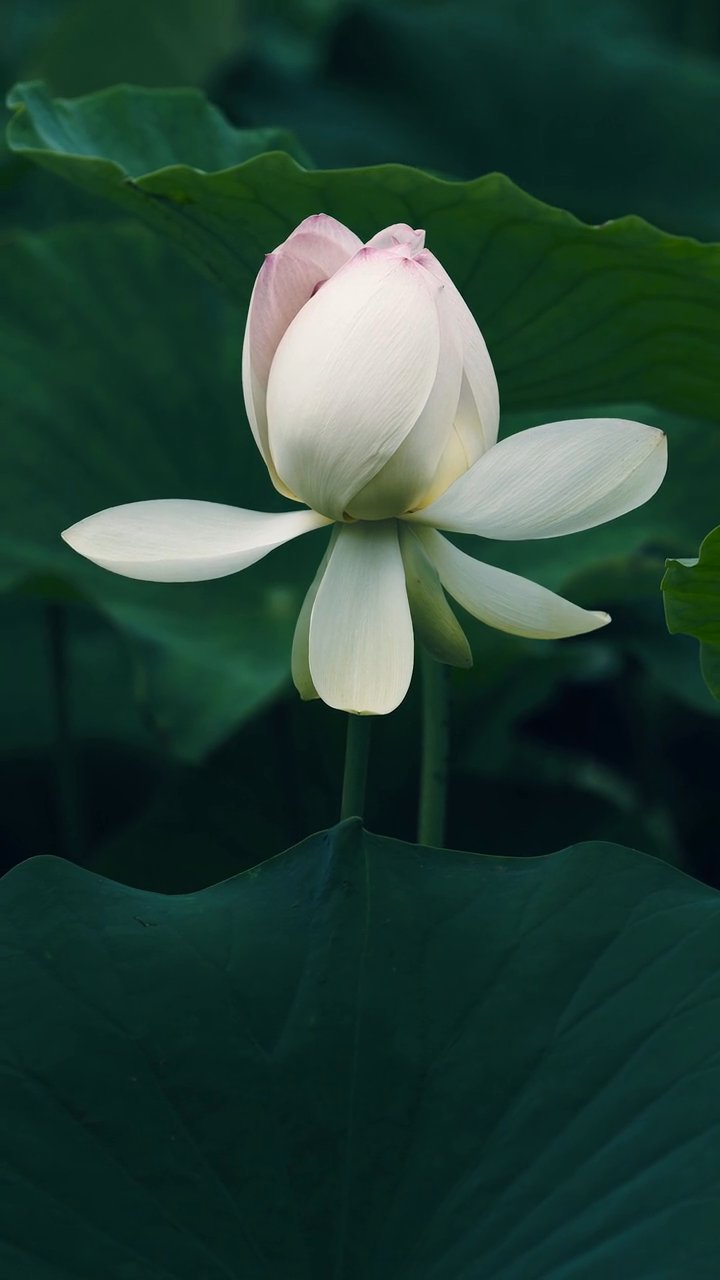 ずっと見ていられる
🎥 정규송 Nui MALAMA · Pexels
#癒し #リラックス #自然 #relax #healing