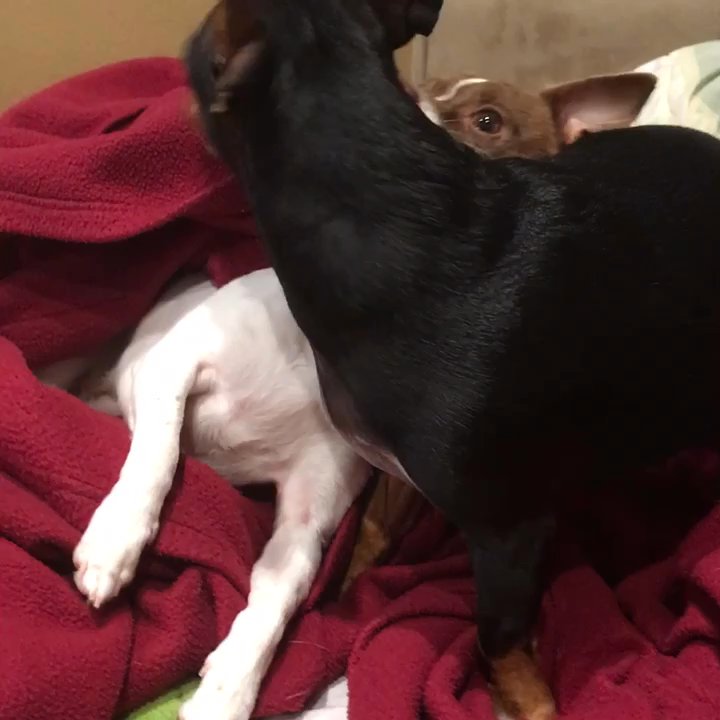 Paws Pet Resort - Dash loves his baby sister - Pet Sitting Near Me - San Clemente, California