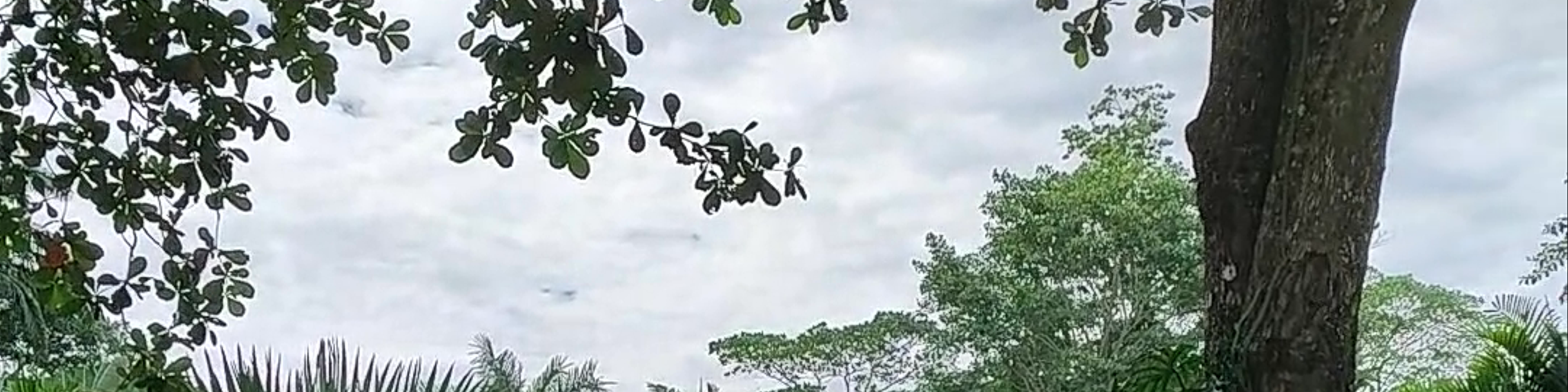 Limón