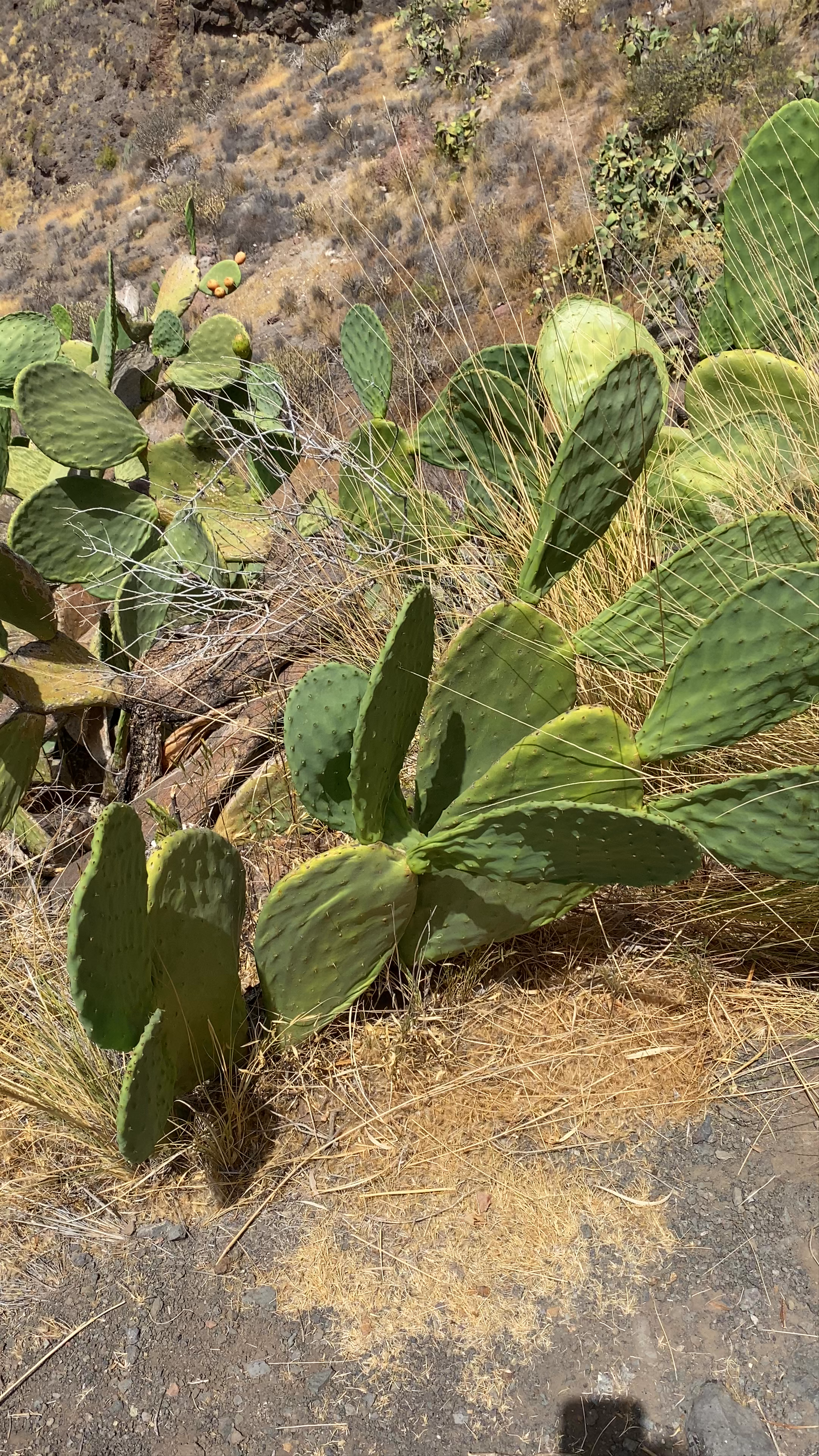 Los Azulejos De Veneguera (Rainbow Rocks)