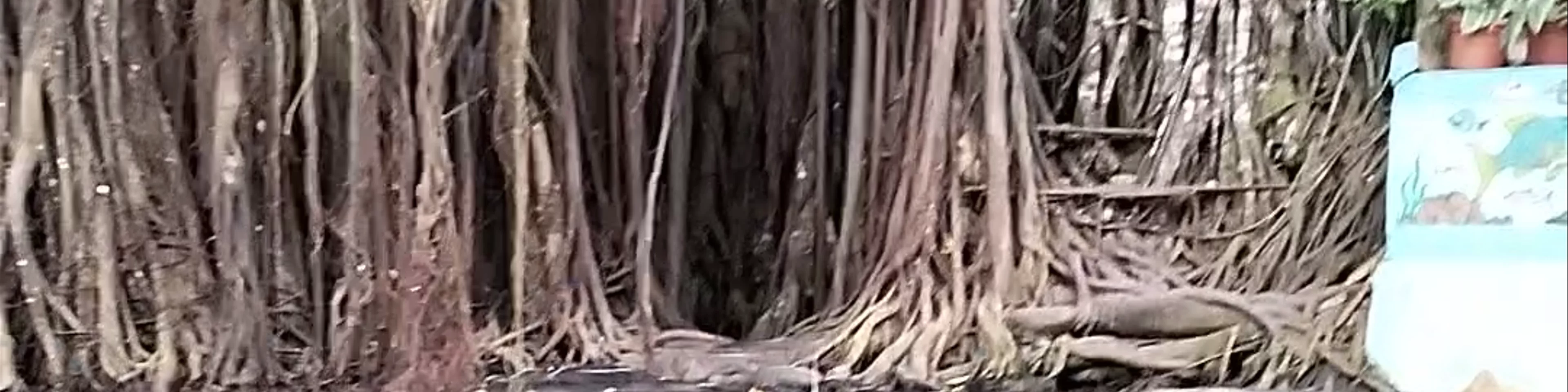 Old Enchanted Balete Tree