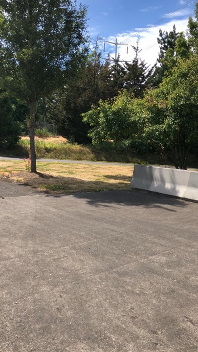 Wild Bee Company - Swarm of bees - Pest Control Near Me