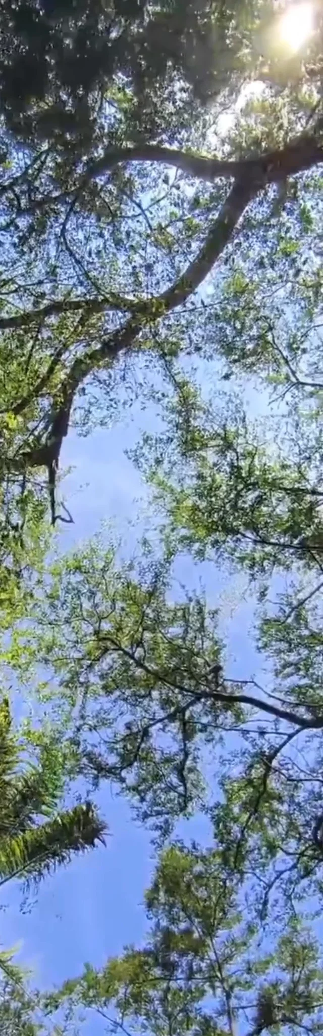 Día de Picnic con amigos y contenido diverido