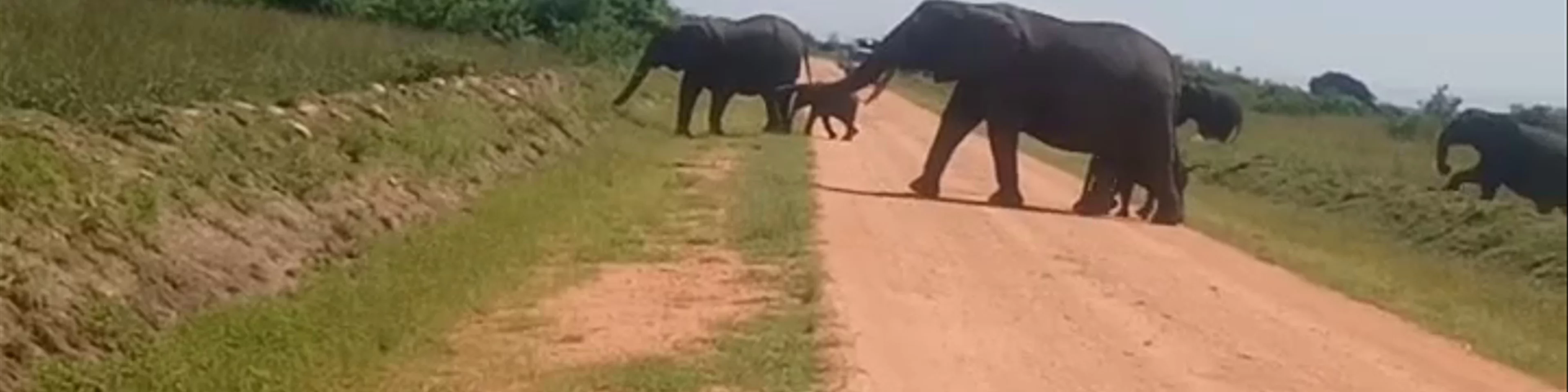 Queen Elizabeth National Park