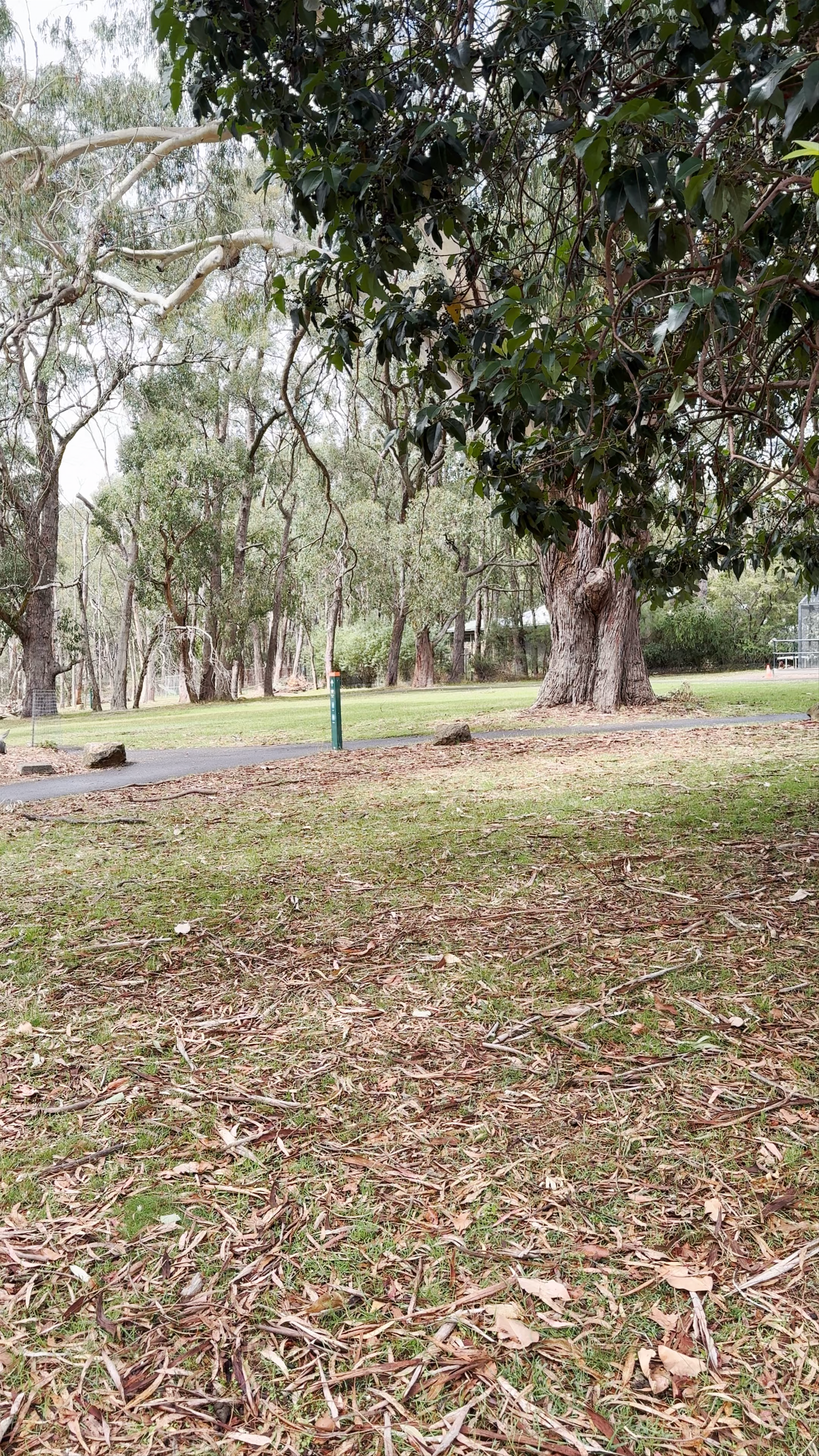 Cleland Wildlife Park