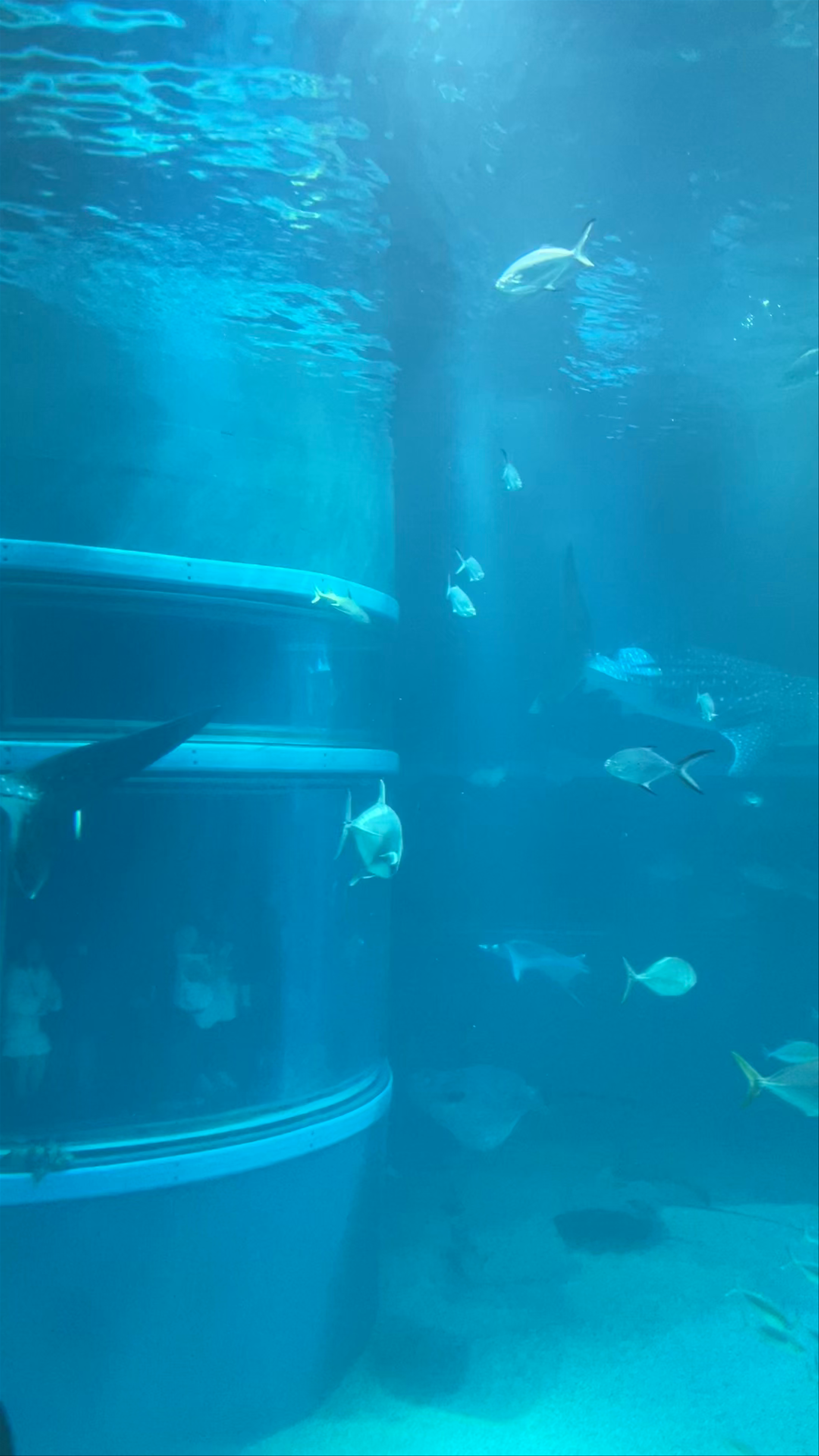 Osaka Aquarium