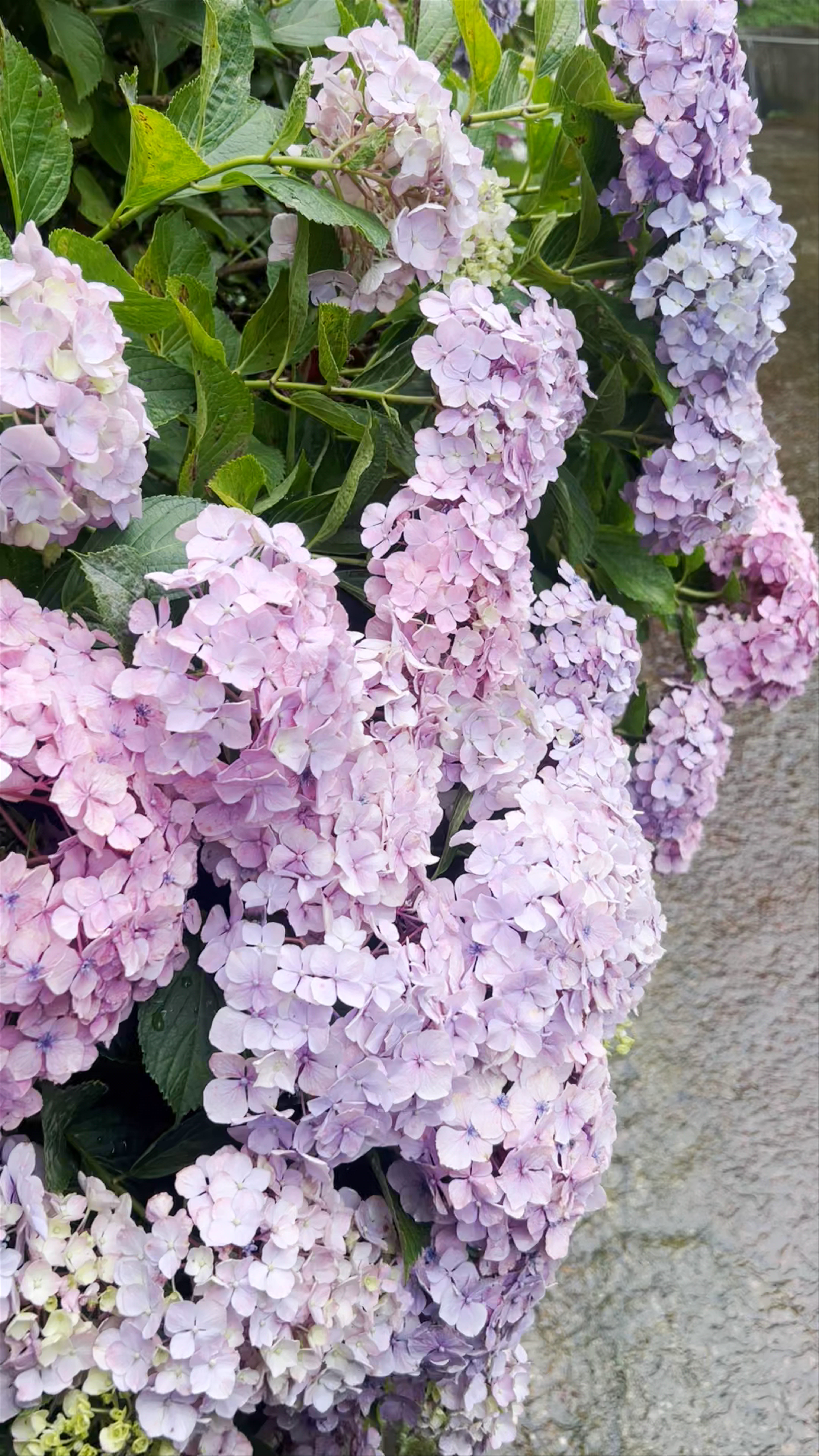 Hydrangea Garden at Mimurotoji Temple, Uji - A Serene Floral Escape in Kyoto