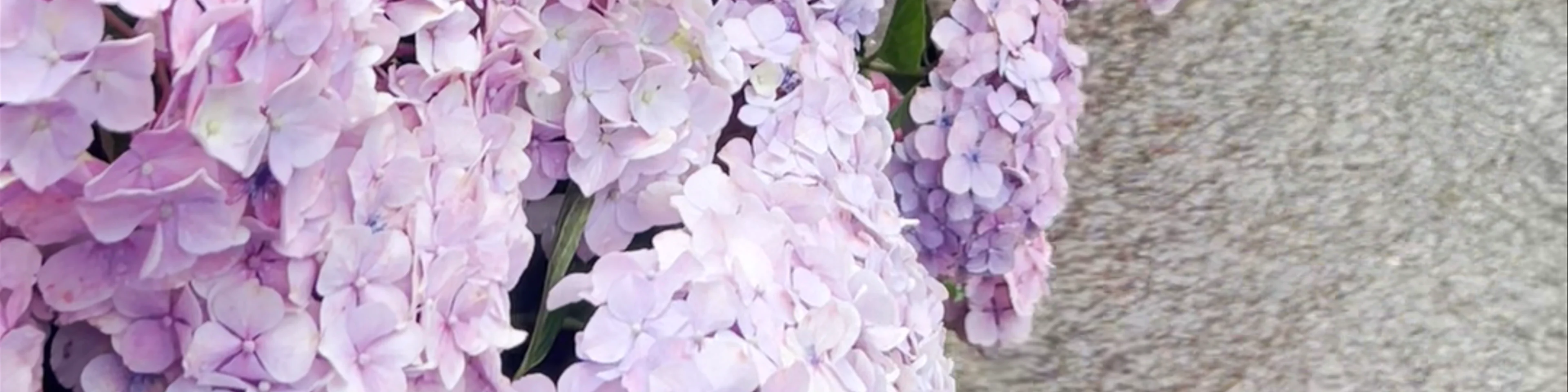 Hydrangea Garden of Mimurotoji Temple