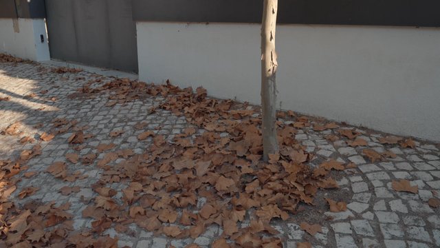 Autumn leaves on a pavement