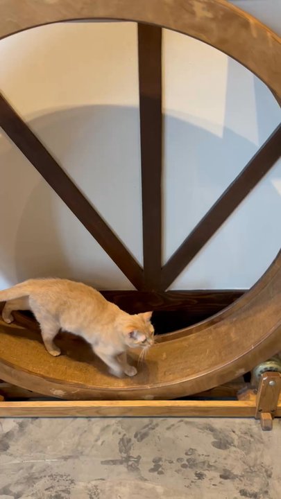 Seattle Meowtropolitan - Themed Cafes Near Me - Seattle, Washington