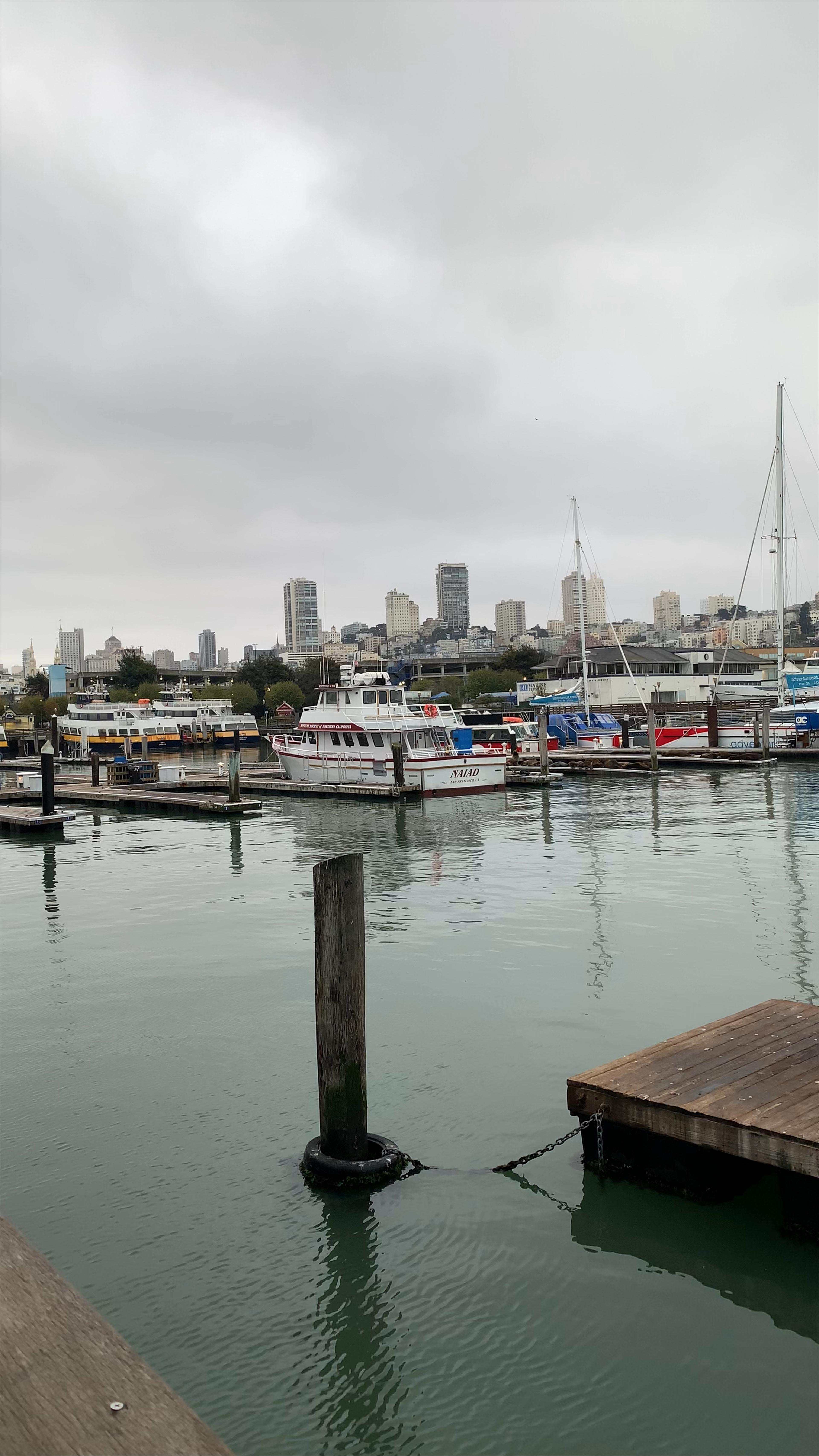Sea Lions at Pier 39: San Francisco’s Beloved Marine Scene