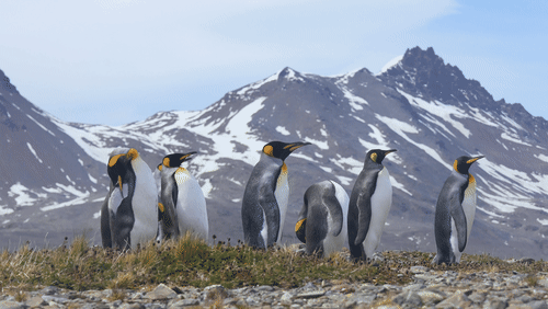 King Penguins in South Georgia animated gif