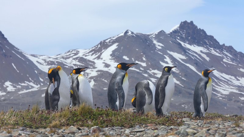 King Penguins in South Georgia poster