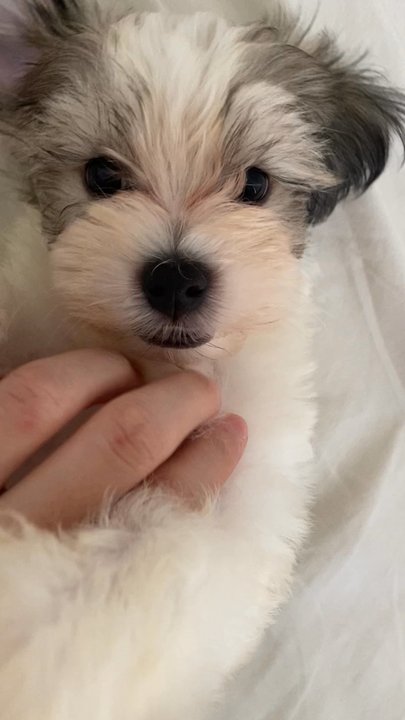 Oahu_Puppies - Our bundle of joy :) - Pet Breeders Near Me