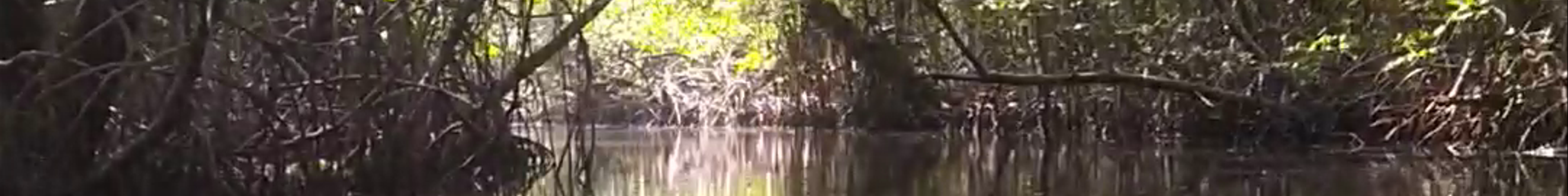 Tours & experiences in Isla Bastimentos