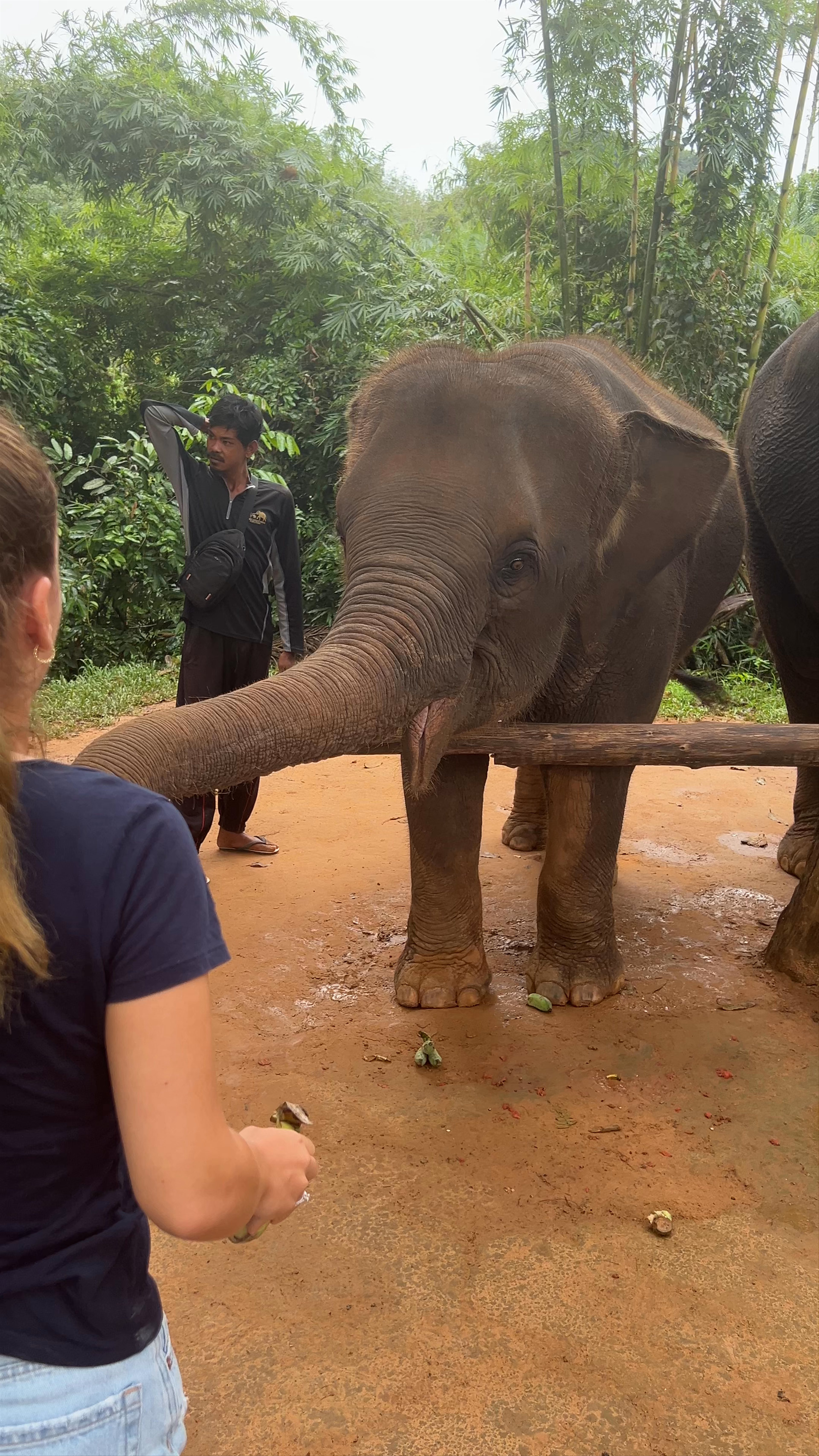 Krabi Elephant Sanctuary Ao Luek Tai