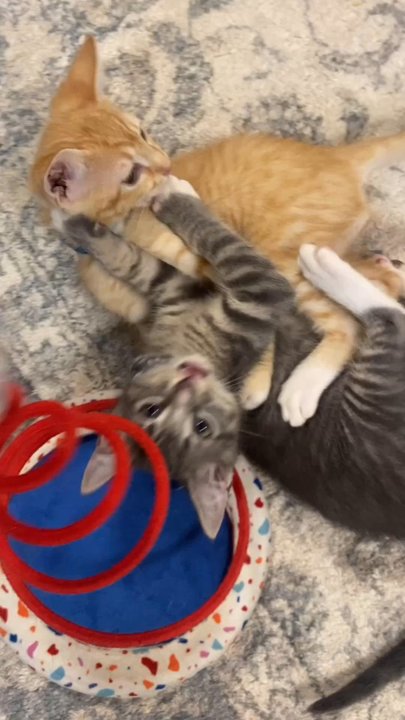 The Casual Cat Cafe - Cutest little babies up for adoption. - Pet Stores Near Me - Richland Hills, Texas