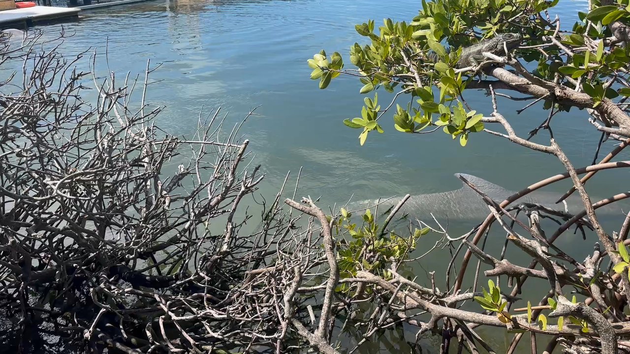 Dolphin Research Center - Tours Near Me - Marathon, Florida