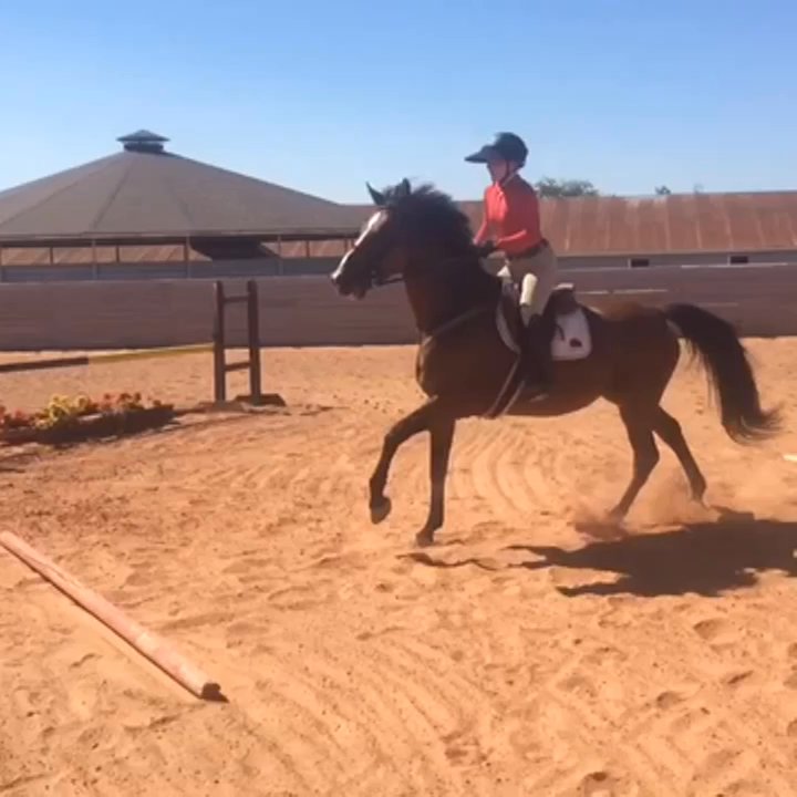 Whitehorse Farms - My new horse Jeff White found me! - Horseback Riding Near Me - Fairview, Texas