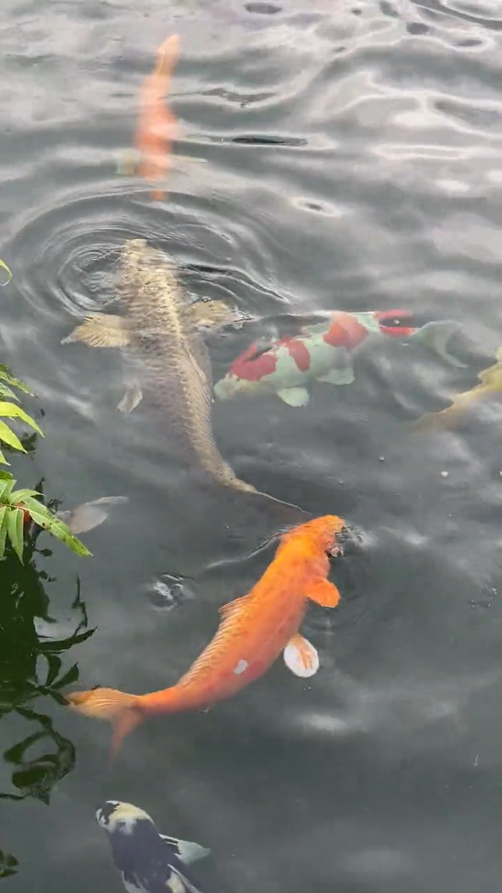 心が落ち着く
🎥 Thao Huynh Vo · Pexels
#癒し #リラックス #自然 #relax #healing