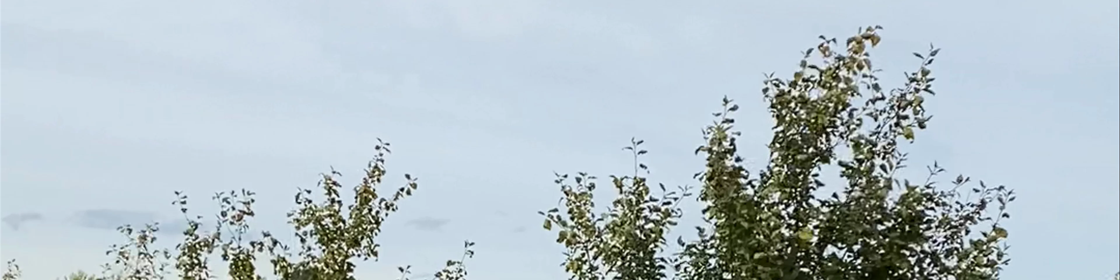 The Apple Farm