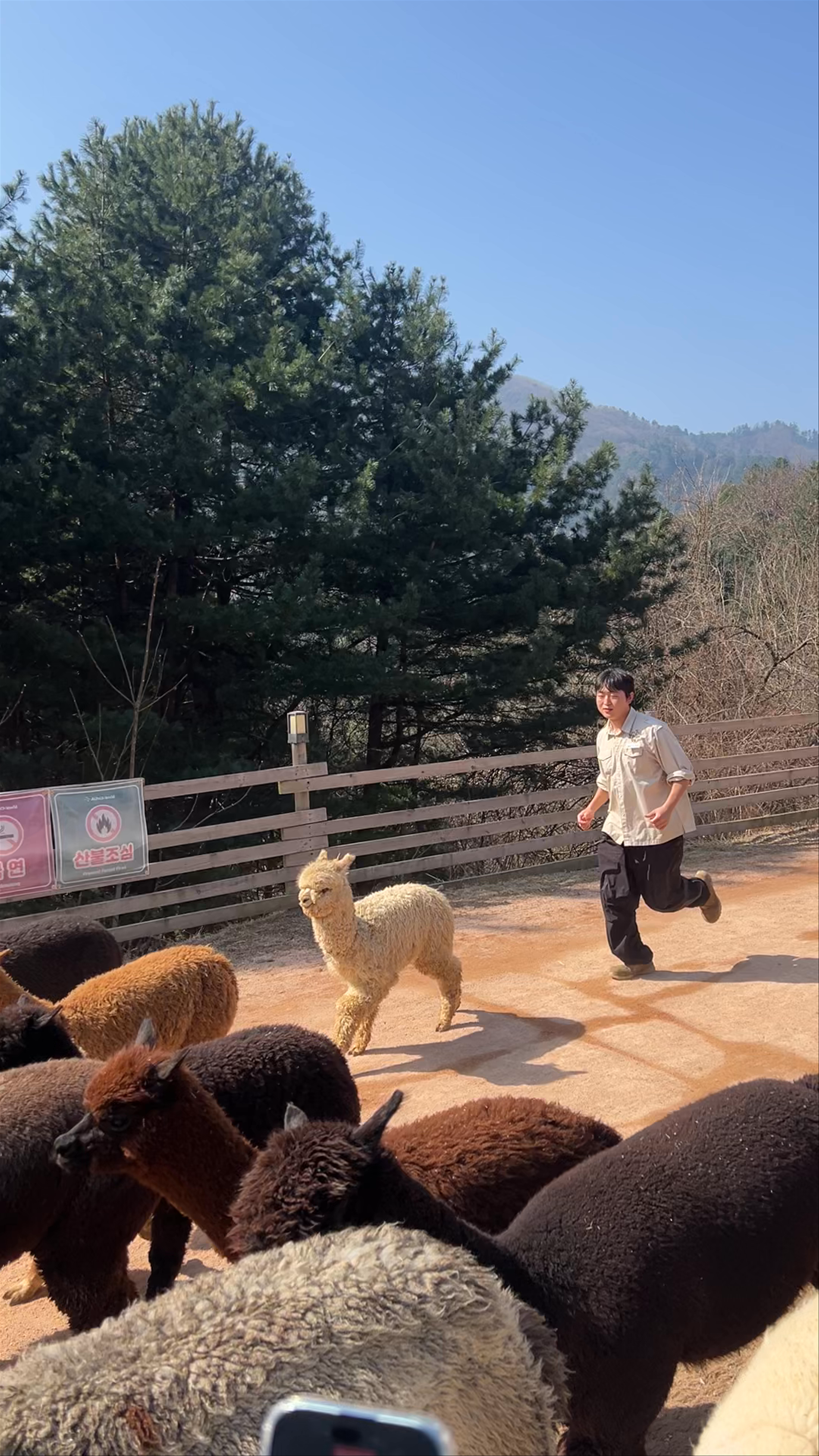 Alpaca World