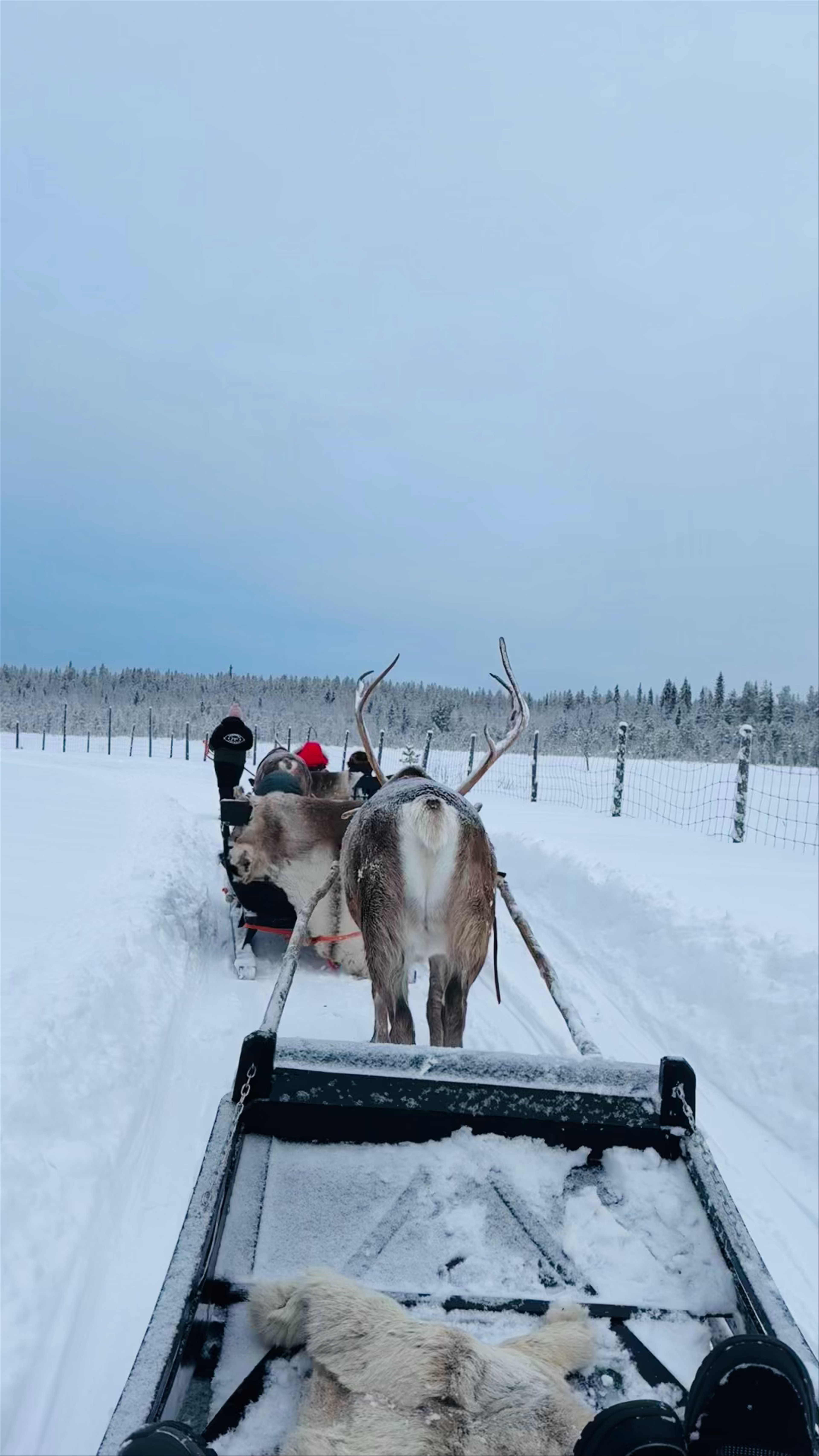 Reindeer Safari Adventure in Kittilä, Lapland