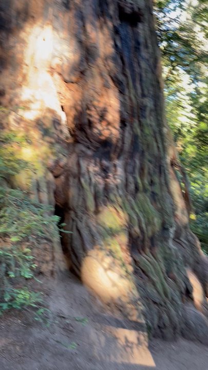Methuselah Tree - Landmarks & Historical Buildings Near Me - Woodside, California