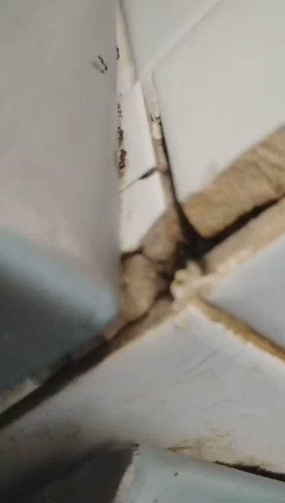 Planet Smoothie - Ant infestation. - Juice Bars & Smoothies Near Me - Marietta, Georgia
