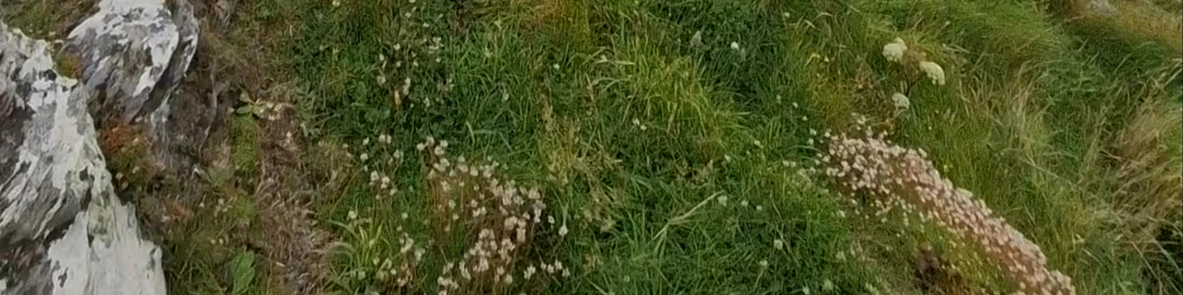 Kerry Cliffs (Aillte Chiarraí)