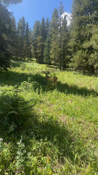 Vail Resorts - Whitetail doe - Ski Resorts Near Me - Avon, Colorado