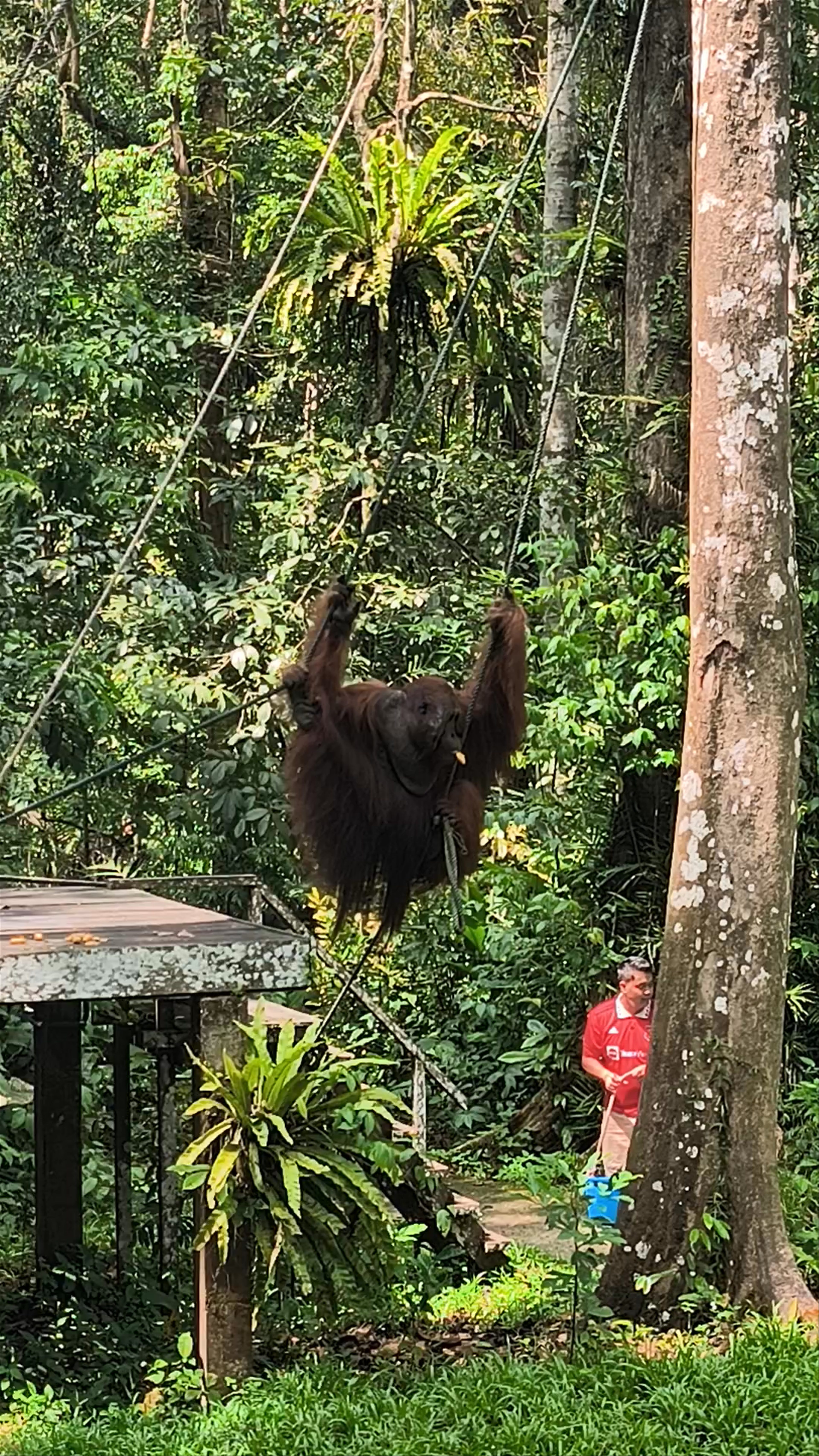 Semenggoh Wildlife Centre