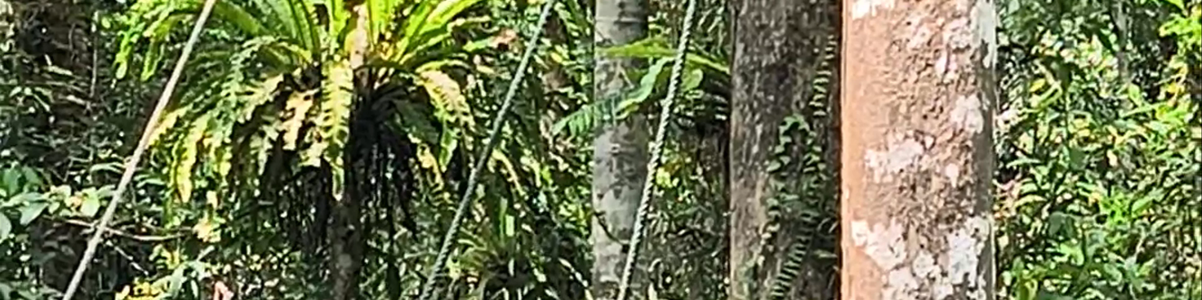 Semenggoh Wildlife Centre
