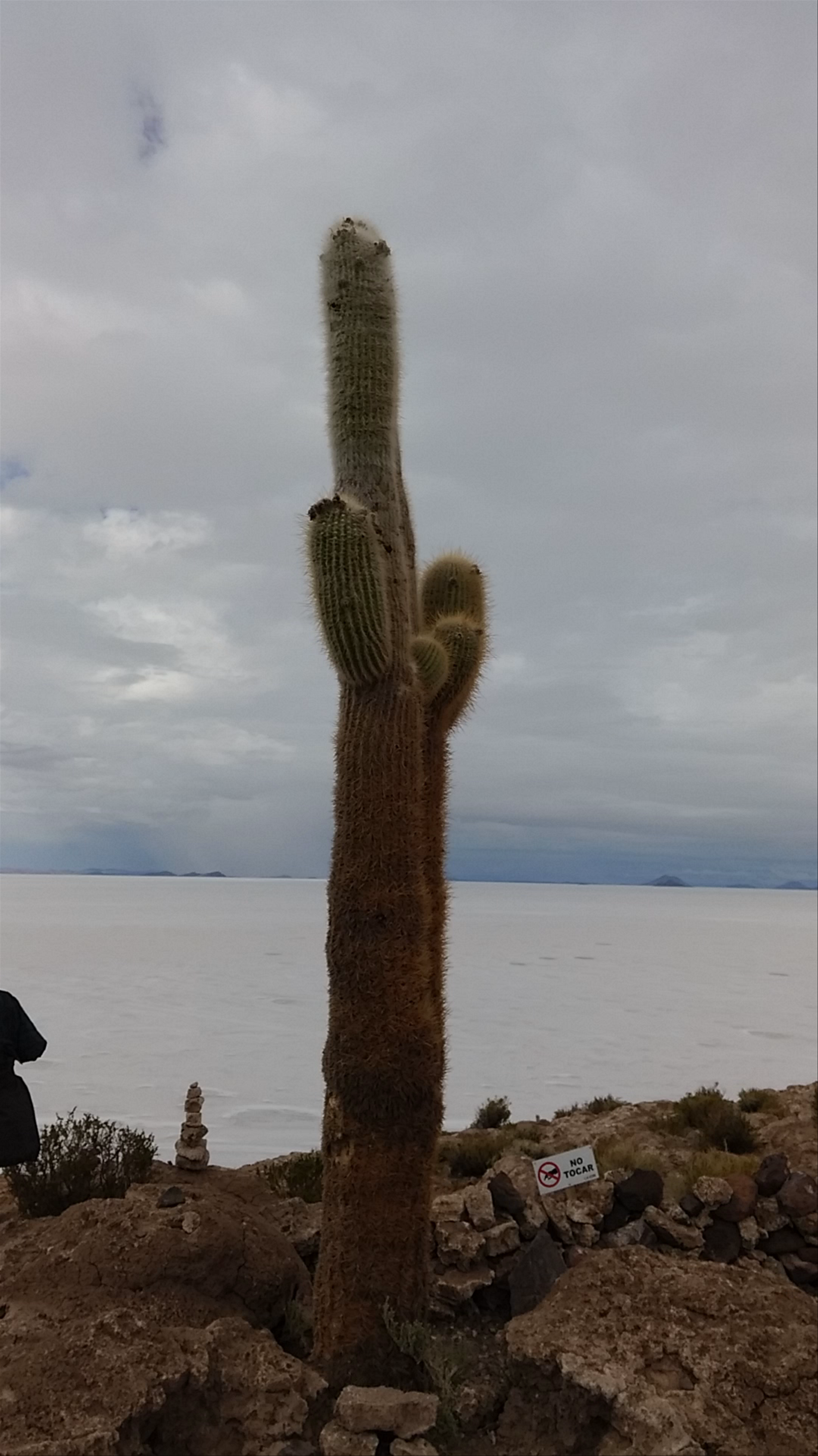 Isla Incahuasi: Enchanting Cacti Island in Bolivia's Salar de Uyuni
