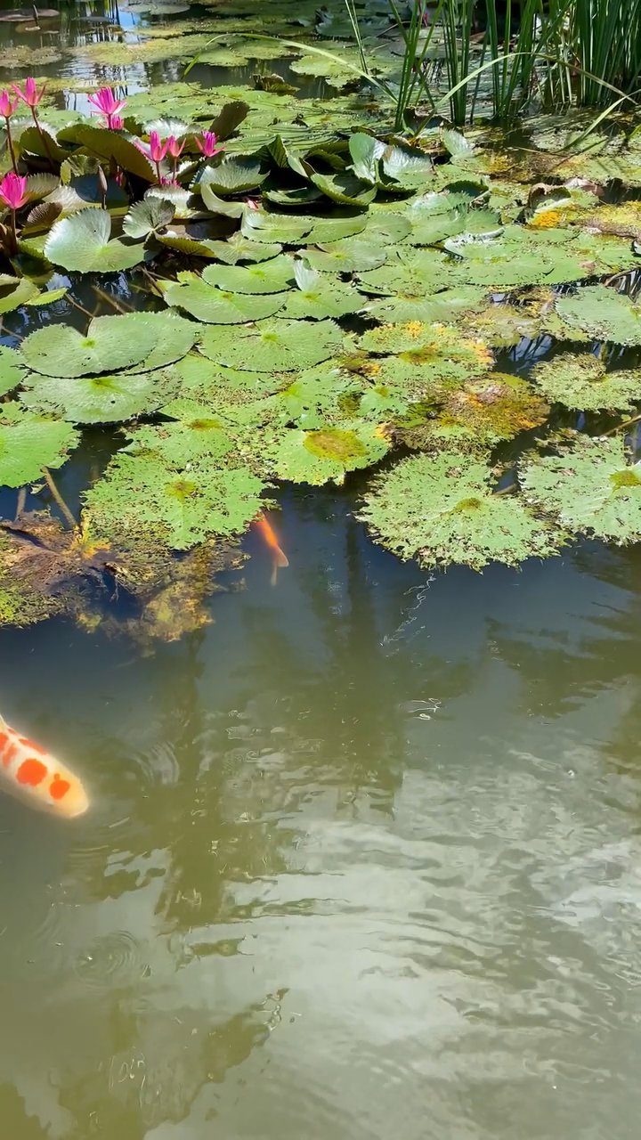 心が落ち着く
🎥 Marsel Sharipov · Pexels
#癒し #リラックス #自然 #relax #healing