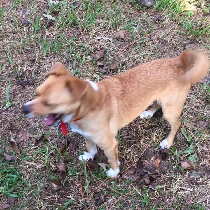 Wiggley Field - Ricky missing his Momma (Mrs G) - Dog Parks Near Me - Spring, Texas