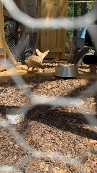 Ballyhoo Petting Zoo - Adorable foxes - Petting Zoos Near Me - Anderson, South Carolina
