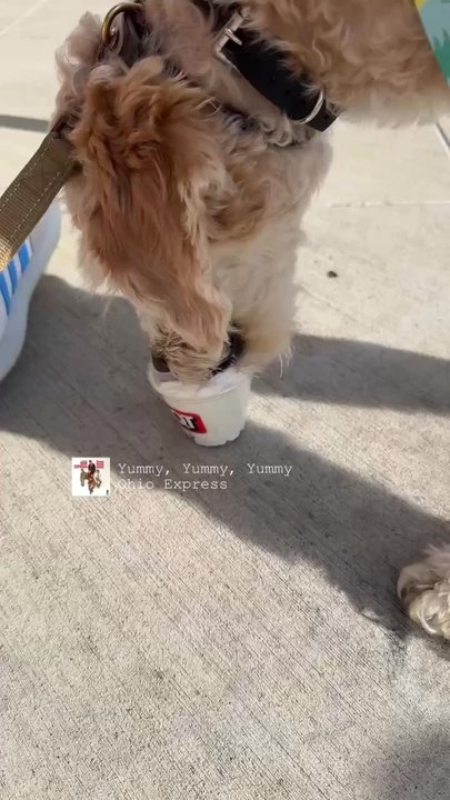QuikTrip - Ollie enjoying his pup cup - Convenience Stores Near Me - Weatherford, Texas