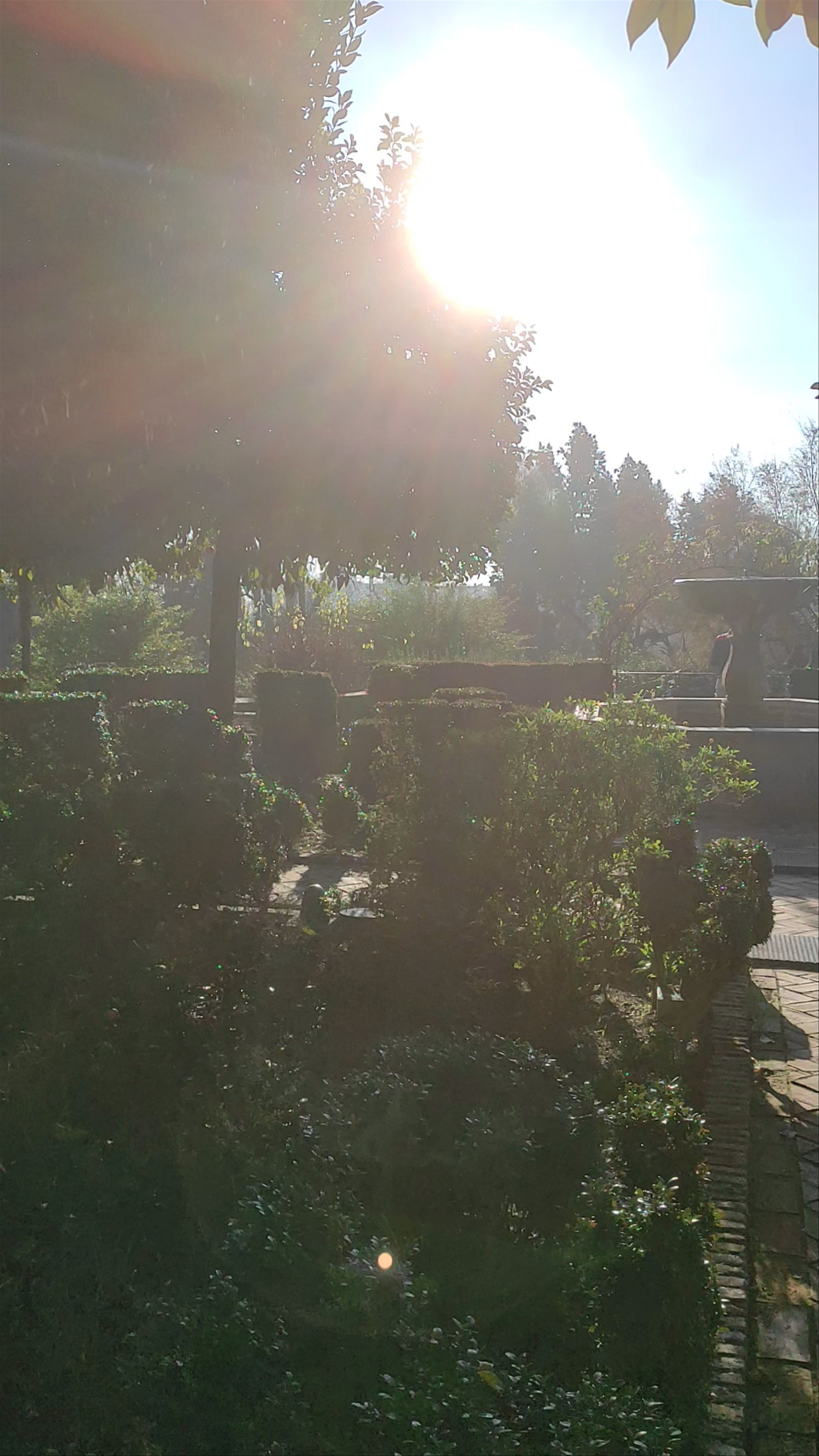 Morning Serenity at Alcázar de los Reyes Cristianos Garden, Córdoba