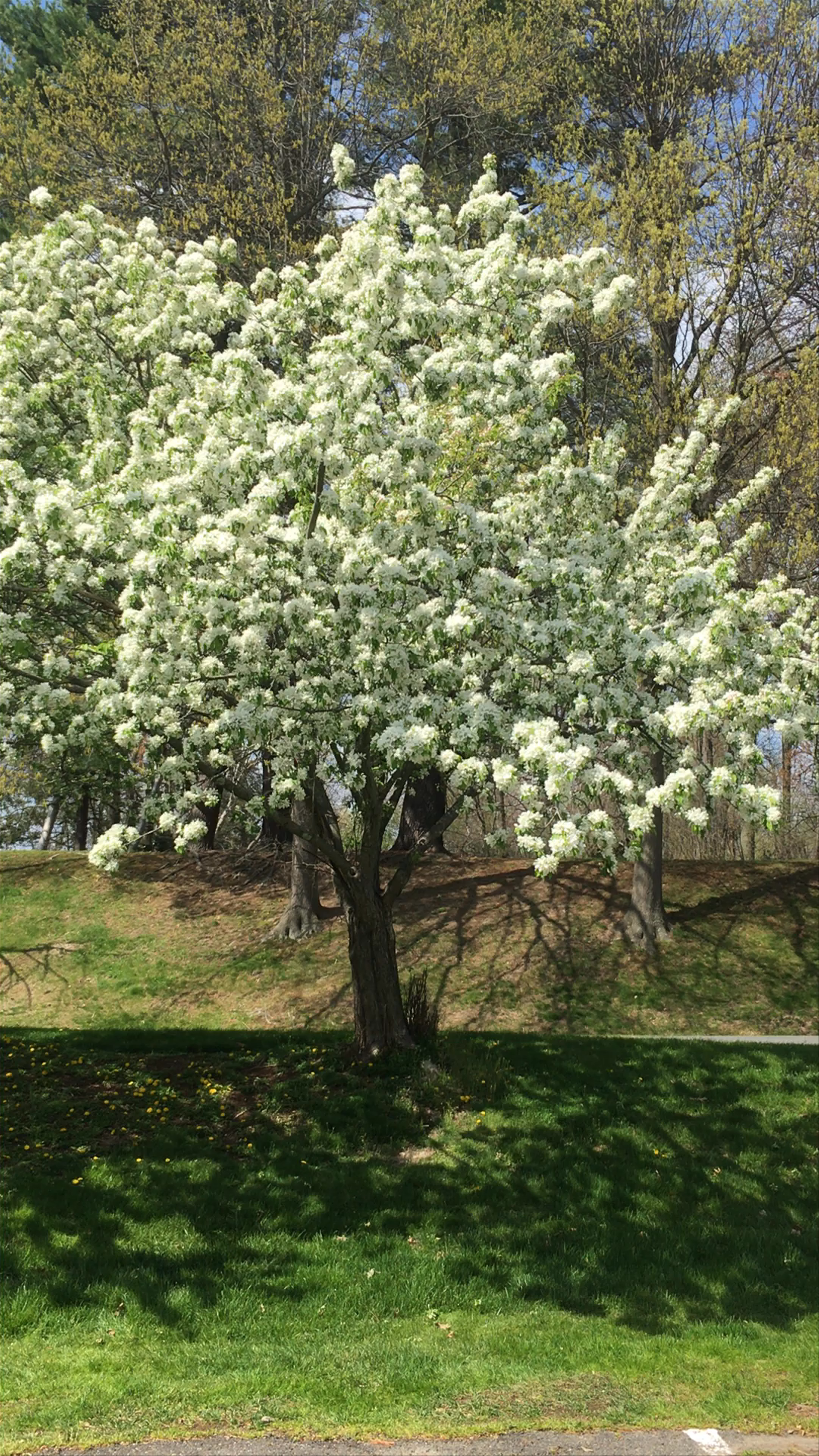 Spring Trees at Park