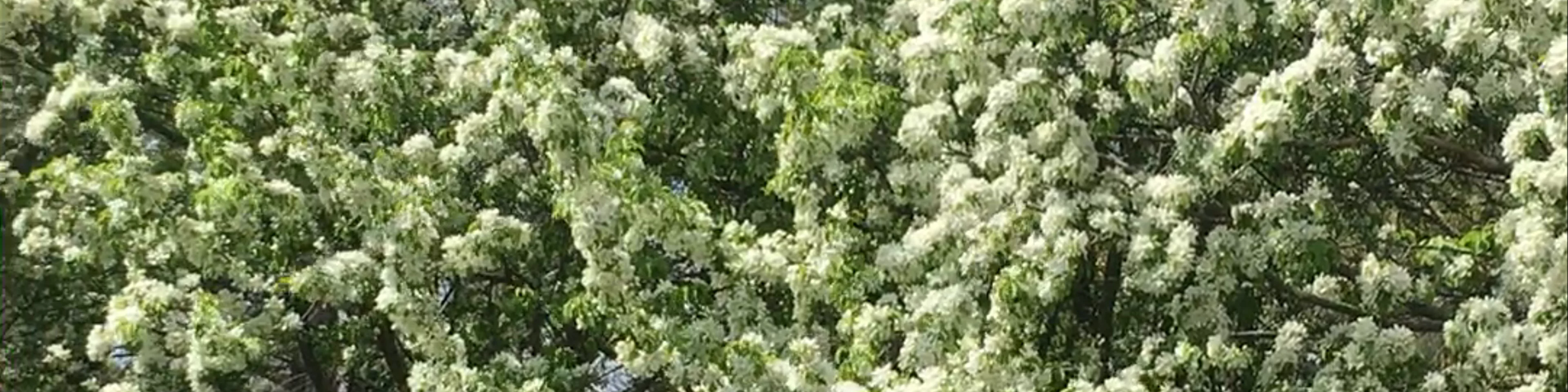 Spring Trees at Park