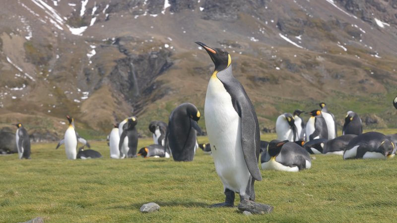 King Penguins in South Georgia poster