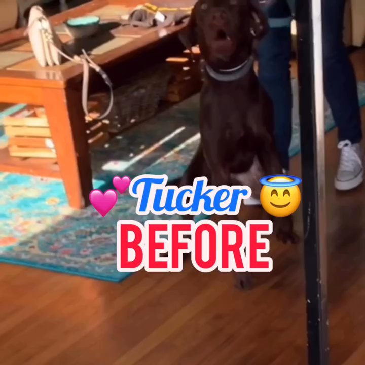 Ace Ventura's Dog Training - Tucker's insecurities caused him to Act aggressively. Now he looks to Mom for guidance instead - Pet Training Near Me