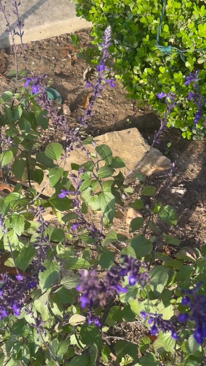 Rainbow Gardens - Indigo spires - Nurseries & Gardening Near Me - San Antonio, Texas