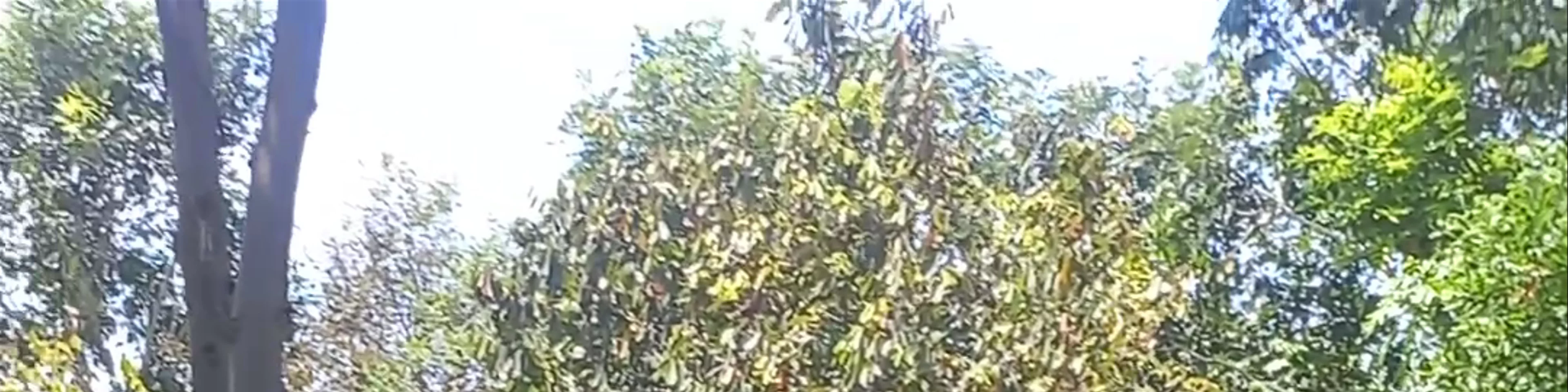 La Plantation