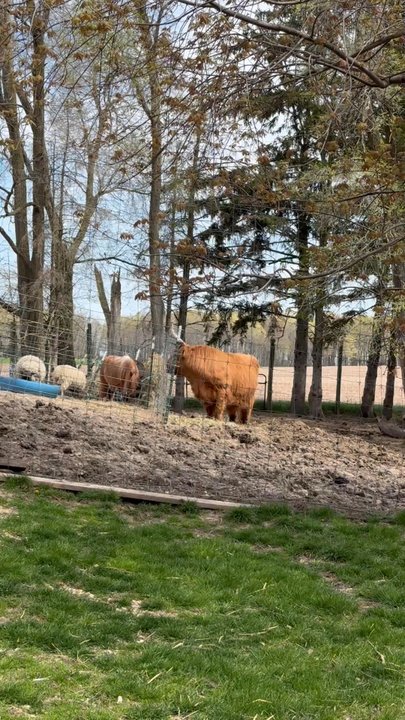 Whispering Orchards - Fun to see the variety of animals! - Breakfast & Brunch Near Me - Cleveland, Wisconsin